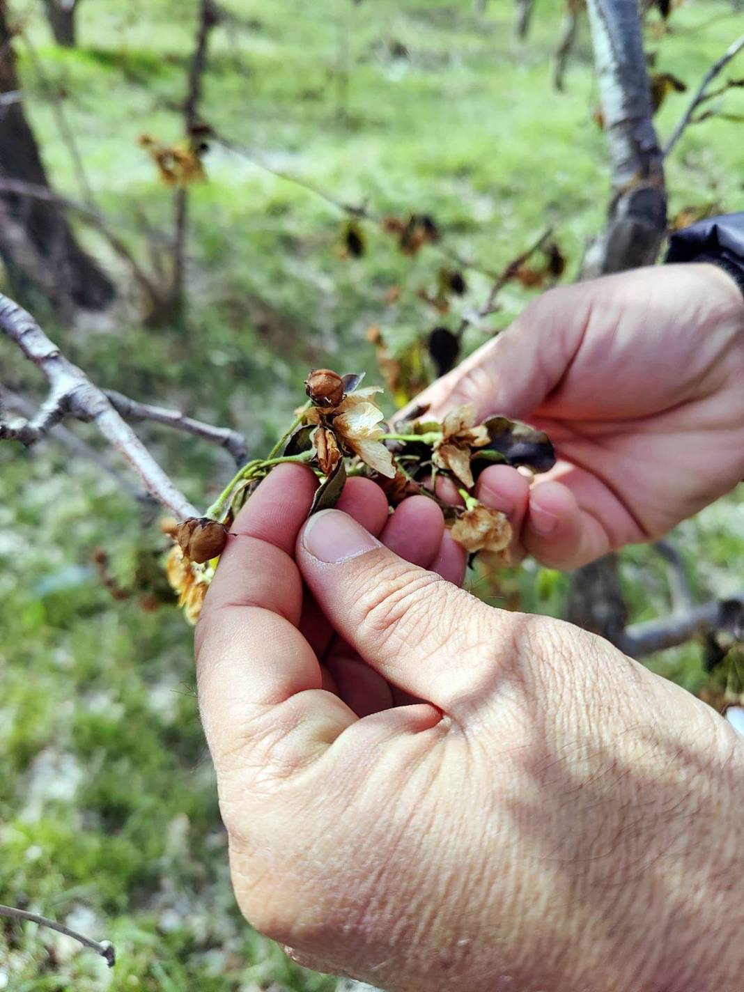 Tarımda tarihin en büyük felaketi yaşanıyor! Meyve, sebze fiyatlarında rekor artış yaşanacak 2